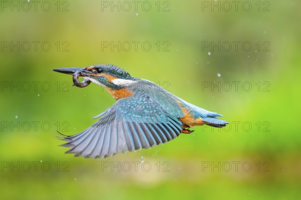 Common kingfisher (Alcedo atthis) flying out of the water with a fresh cought fish in his beak in