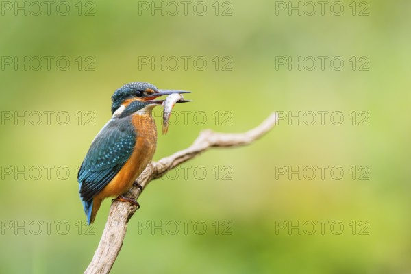 Common kingfisher (Alcedo atthis) sitting on an old wooden branch eating his fresh cought fish in