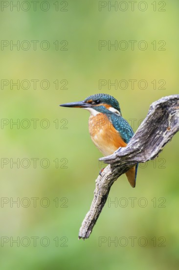 Common kingfisher (Alcedo atthis) sitting on an old wooden branch in late summer, wildife, Bavaria,