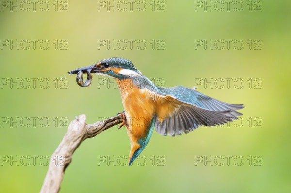 Common kingfisher (Alcedo atthis) landing on an old wooden branch with a fresh cought fish in his