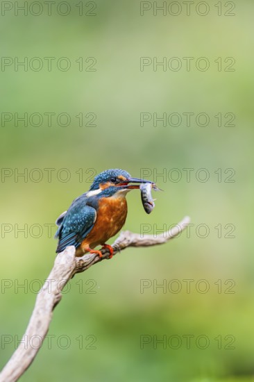 Common kingfisher (Alcedo atthis) sitting on an old wooden branch eating his fresh cought fish in