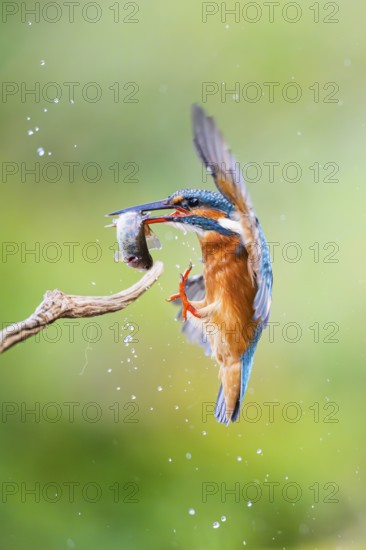 Common kingfisher (Alcedo atthis) landing on an old wooden branch with a fresh cought fish in his