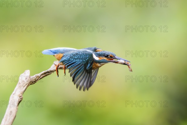 Common kingfisher (Alcedo atthis) flying away from an old wooden branch with a fish in his beak in