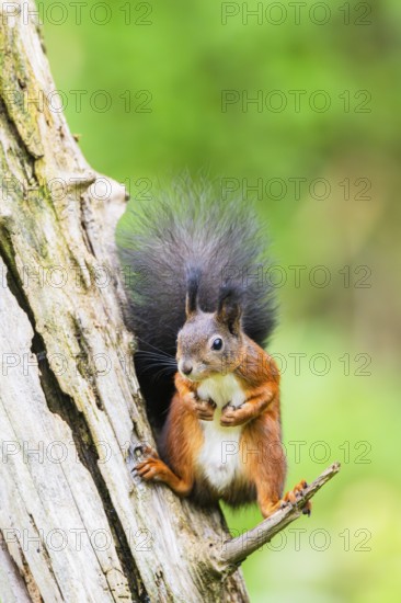 Red squirrel (Sciurus vulgaris) sitting on an old wrotten tree trunk in a forest, Bavaria, Gernany