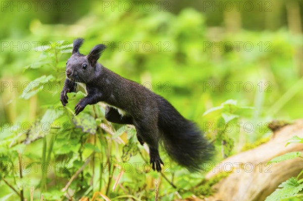 Red squirrel (Sciurus vulgaris) jumping in the air in a forest, Bavaria, Gernany