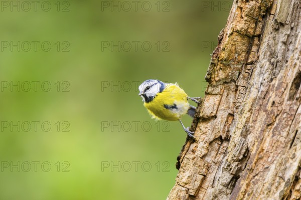 Eurasian blue tit (Cyanistes caeruleus) sitting on an old wrotten tree trunk at a swamp, Bavaria,