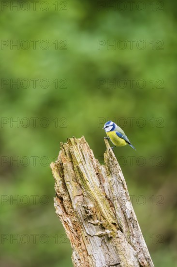 Eurasian blue tit (Cyanistes caeruleus) sitting on an old wrotten tree trunk at a swamp, Bavaria,
