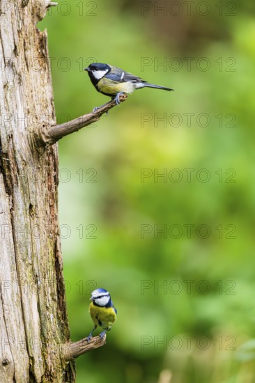 Eurasian blue tit (Cyanistes caeruleus) and Great tit (Parus major) sitting on a branch an old