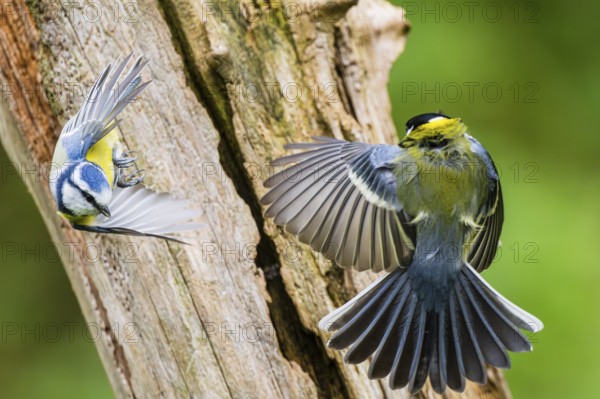 Eurasian blue tit (Cyanistes caeruleus) flying from an old wrotten tree trunk arguing with a Great