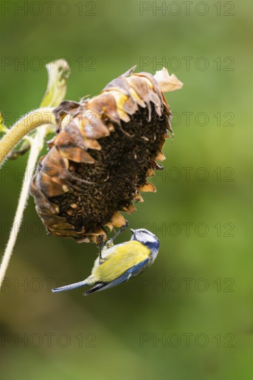 Eurasian blue tit (Cyanistes caeruleus) sitting on an old sunflower blossom with seeds inside,