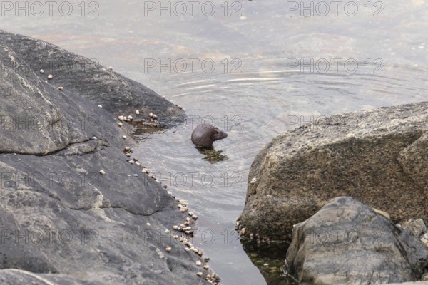 The American Mink (Mustela vison) is a graceful predator that lives by the sea in Norway near Bodø