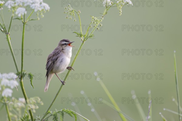 Reed Warbler, Acrocephalus schoenobaenus, Sedge Warbler, Lower Saxony, Germany
