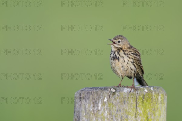 Wiesenpieper, Anthus pratensis, Meadow Pipit, Lower Saxony, Germany
