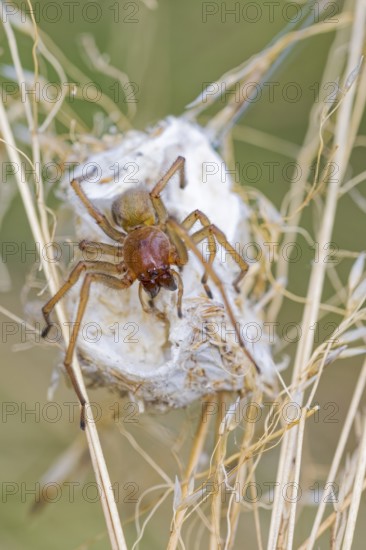 Female nurse's thorn finger, Cheiracanthium punctorium, female Yellow sac spider, Saxony-Anhalt,