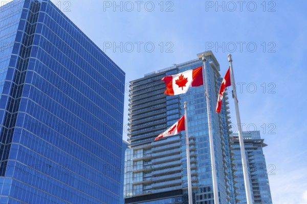 Three canadian flags are waving proudly against a backdrop of modern skyscrapers in downtown