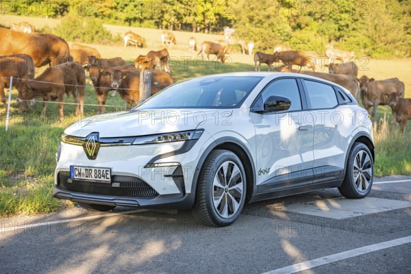 White car on a rural road next to a pasture with cows in the background, deer e-car sharing,
