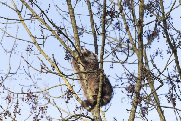 A cute raccoon sleeps relaxed on a tree between the branches and enjoys the warm winter sun. This