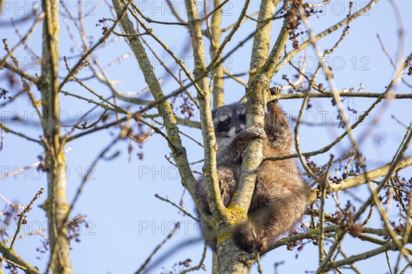 A cute raccoon looks down and sits on a tree between the branches and enjoys the warm winter sun.