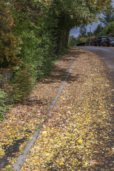 Autumn leaves on sidewalk and road, Eckental, Middle Franconia, Bavaria, Germany