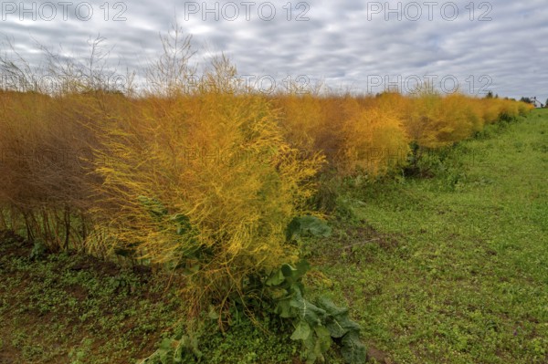 Autumn asparagus (Asparagus) Eckental, Middle Franconia, Bavaria, Germany