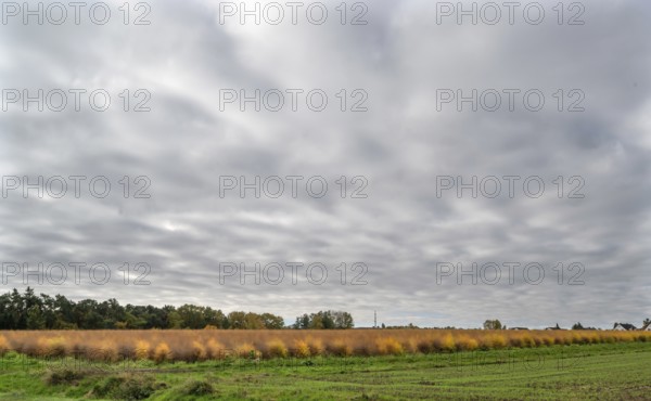 Dense cloud cover over an autumn asparagus field (Asparagus), Eckental, Middle Franconia, Bavaria,