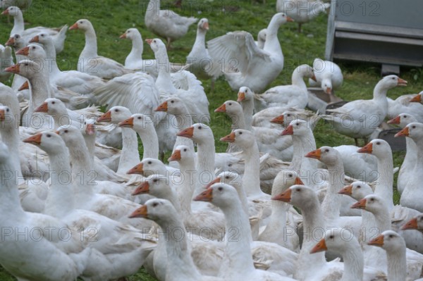 Free-range fattening geese (Anser anser domesticus) in a meadow, Bullach, Middle Franconia,