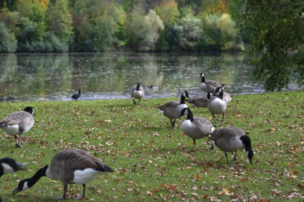 Canada geese (Branta canadensis) on a meadow by a lake, Hersbruck, Middle Franconia, Bavaria,