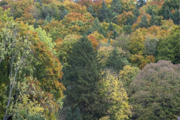 Herbstlicher Mischwald, Happurg, Middle Franconia, Bavaria, Germany