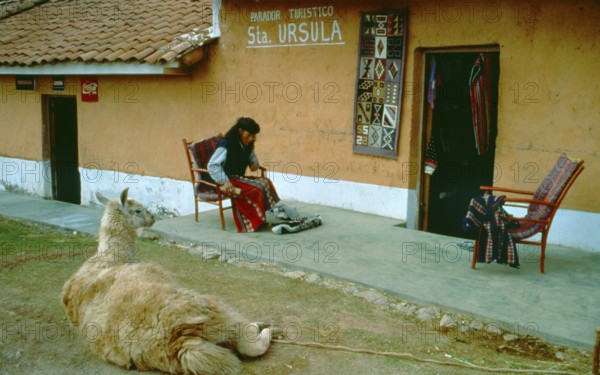 Llama lying in front of a souvenir shop in Cusco, Andean Highlands, Peru, South America, September