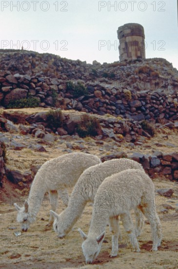 Alpacas in front of the Sillustani ruins on Lake Umayo near Puno, Andean highlands, Peru, South
