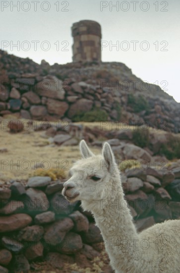 Alpaca in front of the Sillustani ruins on Lake Umayo near Puno, Andean highlands, Peru, South