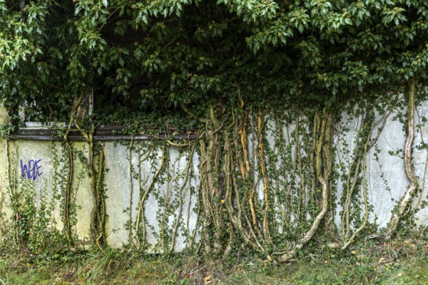 Ivy grows on old house wall, dilapidated plant of a former agricultural production cooperative of