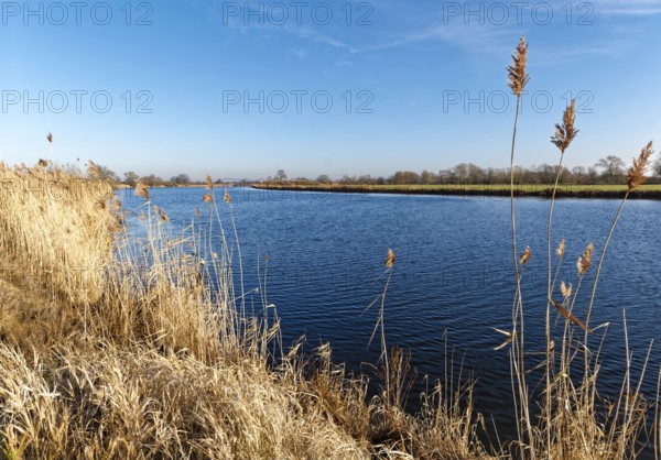 Dry reed grass on the Elbe in the Elbe floodplain near Bleckede-Heisterbusch in the Elbe River