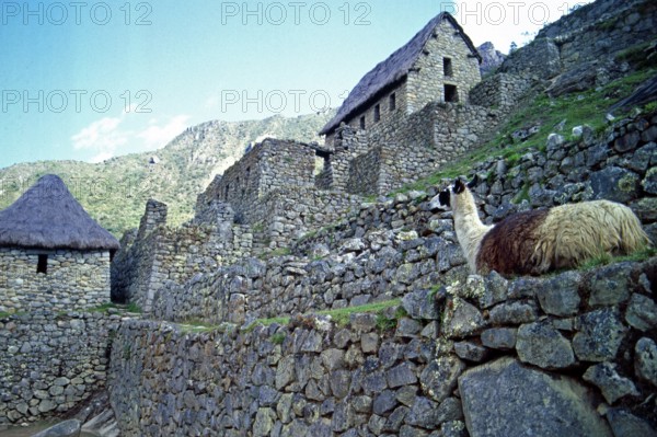 Llama, Machu Picchu, Andean highlands, Peru, South America, September 1997, vintage, retro, old,