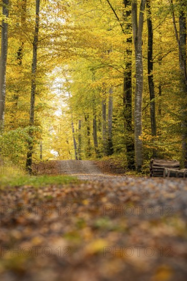Autumn forest trail surrounded by colorful leaves and tall trees, VW ID4 electric car, Deer
