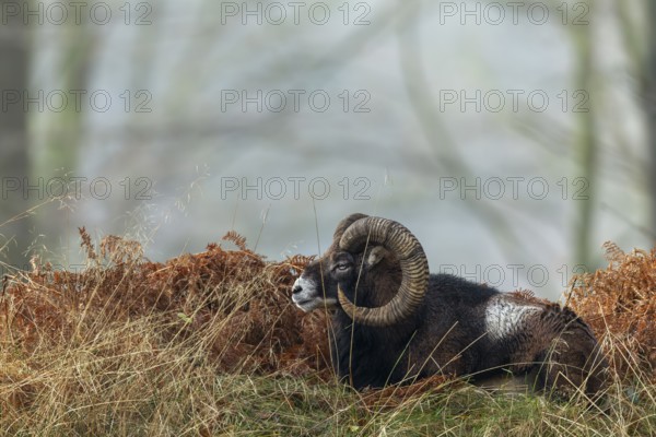 The mouflon ram (Ovis gmelini) has chosen an exposed spot on a hill in the forest to rest, so it