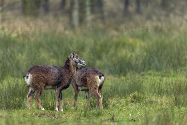 Two females of the European mouflon (Ovis gmelini), one of which is even a horned animal, an