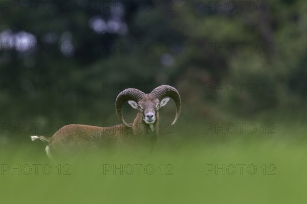 A young mouflon ram (Ovis gmelini) looks curiously over a hill, the raised frond signalling maximum