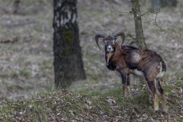 Young mouflon ram (Ovis gmelini) in April with visible metabolic problem, intestinal infection,
