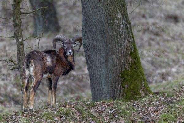 Young mouflon ram (Ovis gmelini) in April with visible digestive problem, intestinal infection,