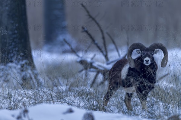 A mouflon ram (Ovis gmelini) in the late evening in the winter forest, winter, snow, Germany