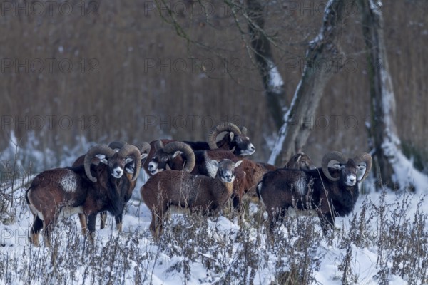The pack of European mouflon (Ovis gmelini) has long since noticed me, but remains relaxed, winter,