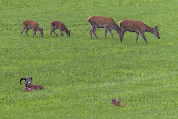 The resting mouflon herd (Ovis gmelini) pays little attention to the red deer (Cervus elaphus) with