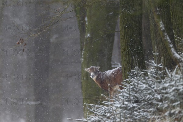 A female mouflon (Ovis gmelini) while it is snowing, snowfall, snowflakes, winter, Germany