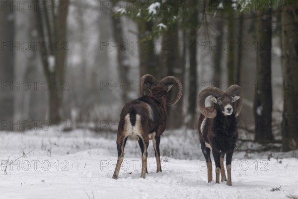 The European mouflon (Ovis gmelini) grows a thick undercoat in winter, which also protects these