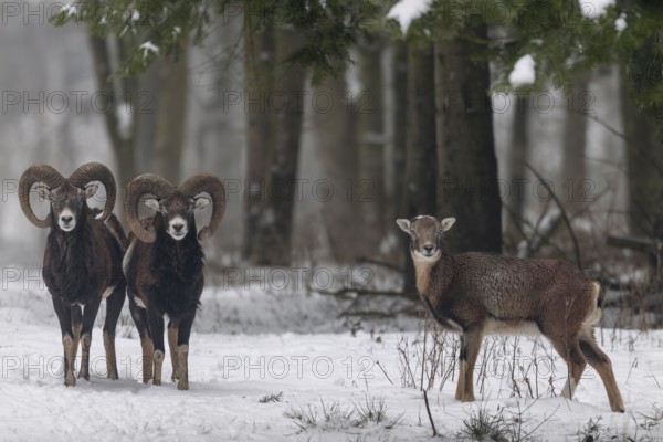 Unlike some deer species, the European mouflon (Ovis gmelini) does not live strictly separated by