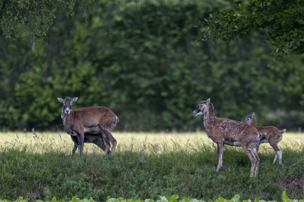The ewes of the European mouflon (Ovis gmelini) are very vigilant when they have lambs and rarely