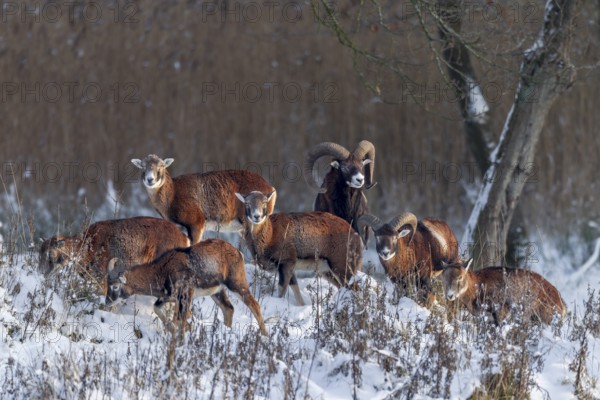 A herd of European mouflon (Ovis gmelini) in the last light of the winter sun, winter, snow,