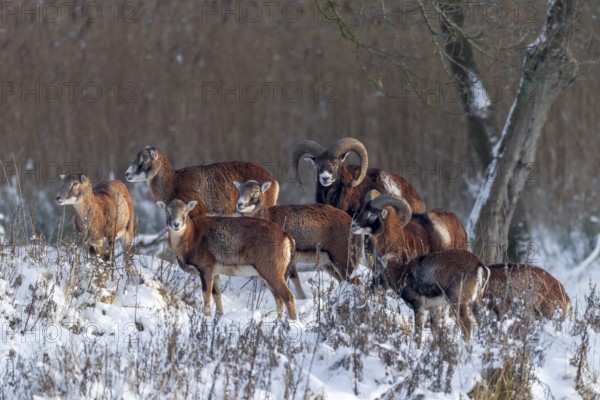 In the light of the evening sun, a pack of European mouflon (Ovis gmelini) searches for food at the
