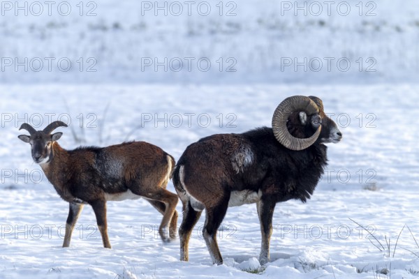 A mouflon ram (Ovis gmelini) and its young companion search for food on a snow-covered forest